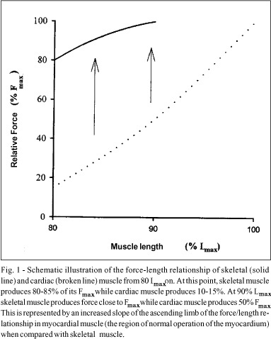 The degree of activation of cardiac muscle depends on muscle length