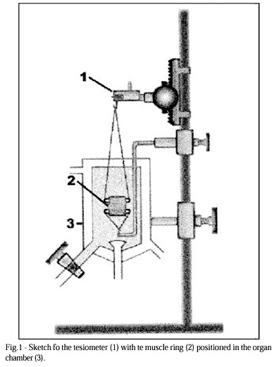 Effect of Propafenone on the Contractile Activity of Latissimus Dorsi Muscle Isolated in an Organ Chamber: Experimental Study in Rats