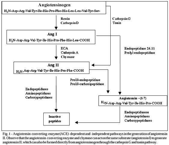 Alternate Angiotensin II-Forming Pathways and Their Importance in Physiological or Physiopathological Conditions