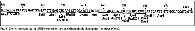 Experimental Model of Gene Transfection in Healthy Canine Myocardium: Perspectives of Gene Therapy for Ischemic Heart Disease