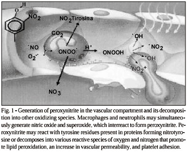 Lipid peroxidation and nitric oxide inactivation in postmenopausal women