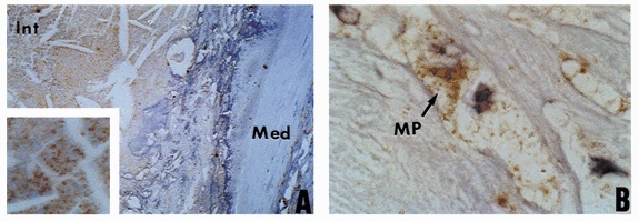 Gallery image 7