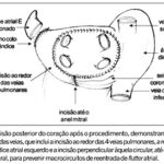 Imagem 1 da galeria