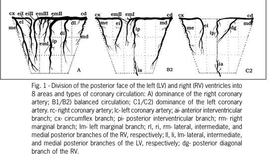 The posterior ventricular branches of the coronary arteries in the human heart