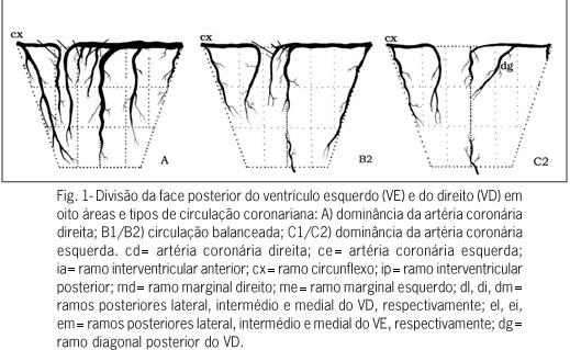 Os ramos ventriculares posteriores das artérias coronárias no homem