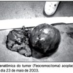 Imagem 3 da galeria