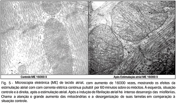 Imagem 5 da galeria