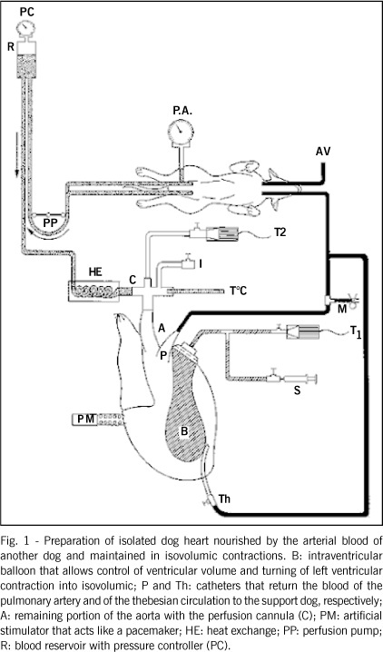 Postischemic stunned myocardium does not alter cardiac response to an elevation in contractile frequency