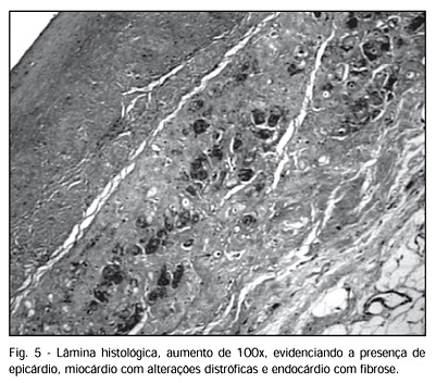 Imagem 5 da galeria