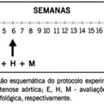 Imagem 1 da galeria
