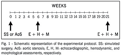Effects of the prolonged inhibition of the angiotensin-converting enzyme on the morphological and functional characteristics of left ventricular hypertrophy in rats with persistent pressure overload