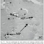 Imagem 3 da galeria