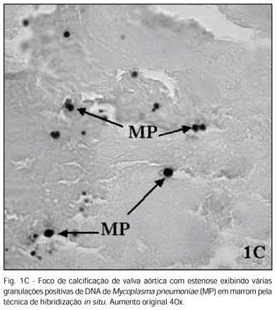 Imagem 3 da galeria