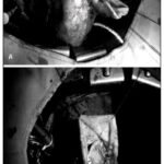 Imagem 3 da galeria