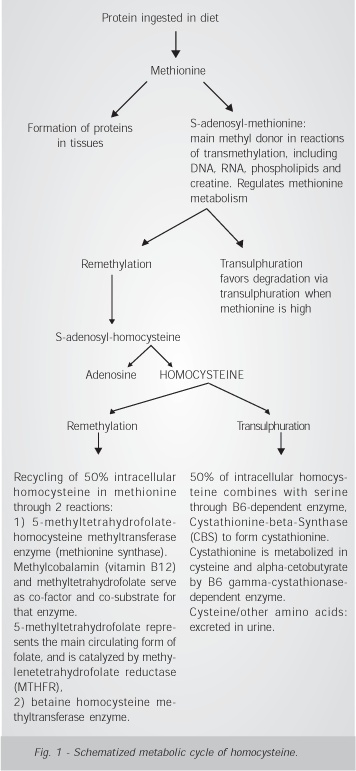 Hyperhomocysteinemia as a risk factor for coronary atherosclerotic diseases in the elderly