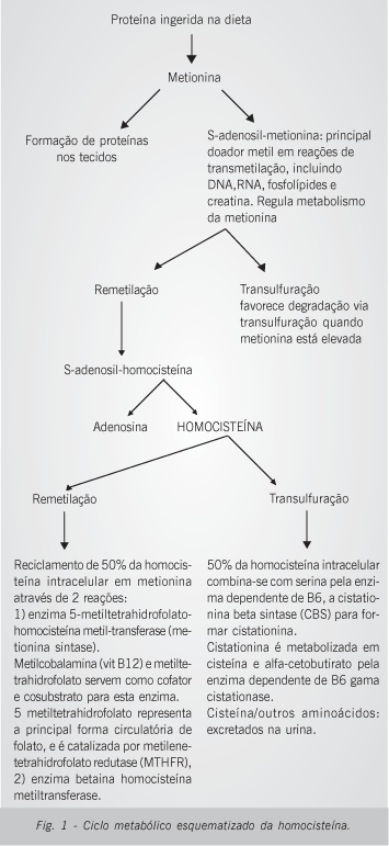 Hiper-homocisteinemia como fator de risco para doença aterosclerótica coronariana em idosos