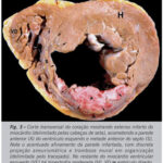 Imagem 3 da galeria