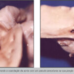 Imagem 2 da galeria