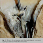 Imagem 5 da galeria