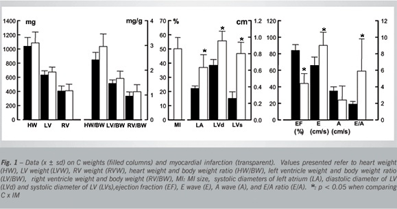 Mechanical function is normal in remanent myocardium during the healing period of myocardial infarction - despite congestive heart failure
