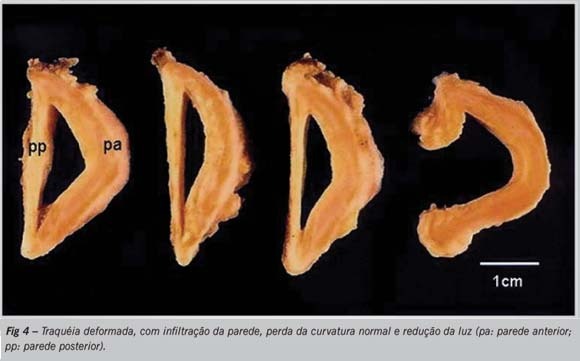 Imagem 4 da galeria