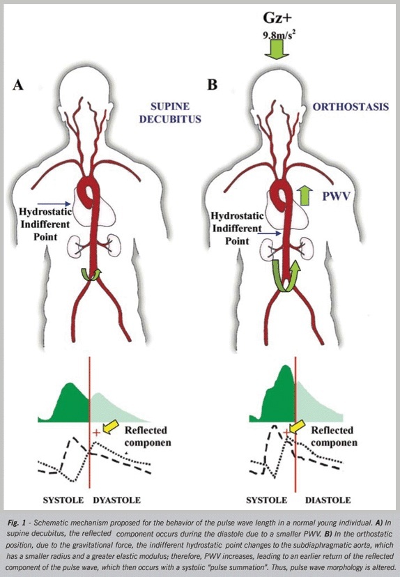 Great arteries contribution in orthostasis cardiovascular adaptation
