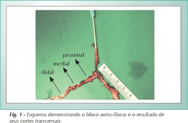 Imagem 1 da galeria