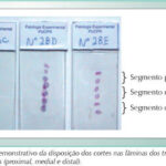 Imagem 2 da galeria