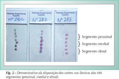 Imagem 2 da galeria