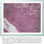 Imagem 2 da galeria