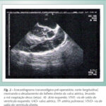 Imagem 2 da galeria