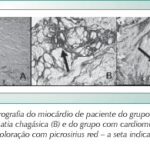 Imagem 3 da galeria