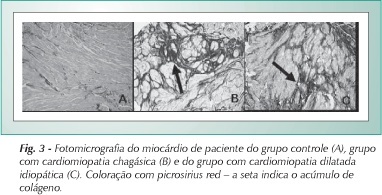 Imagem 3 da galeria