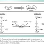 Imagem 1 da galeria