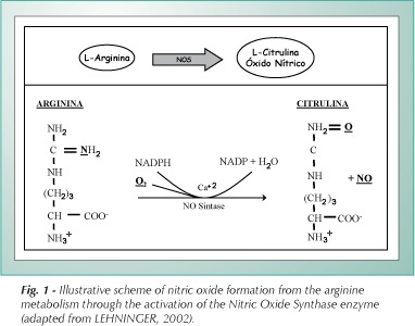 Nitric oxide, cardiovascular disease and physical exercise