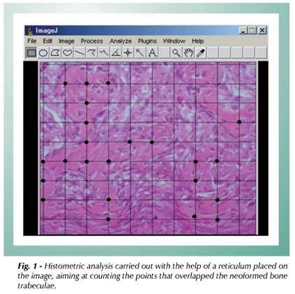 Bone healing in drill hole defects in spontaneously hypertensive male and female rats' femurs: a histological and histometric study