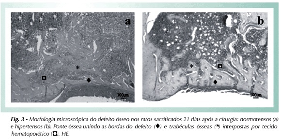 Imagem 3 da galeria
