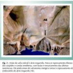 Imagem 3 da galeria