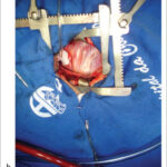 Imagem 2 da galeria