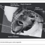 Imagem 1 da galeria