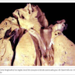 Imagem 3 da galeria