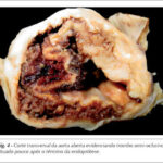 Imagem 4 da galeria