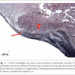 Imagem 5 da galeria