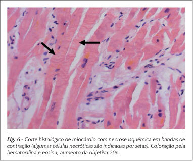 Imagem 6 da galeria
