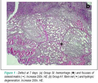 Local action of sodium alendronate in bone repair of spontaneously hypertensive rat (SHR)