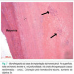 Imagem 7 da galeria