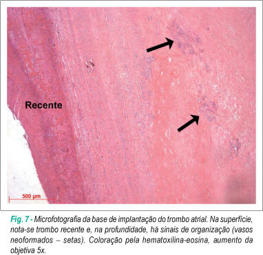 Imagem 7 da galeria