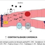 Imagem 1 da galeria
