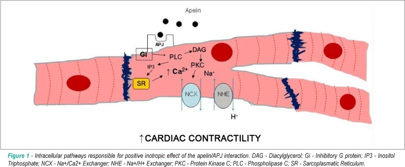 The apelinergic system: the role played in human physiology and pathology and potential therapeutic applications