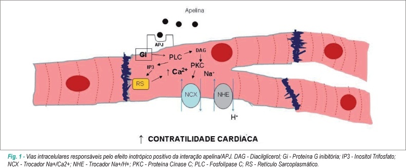 Imagem 1 da galeria